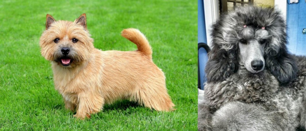 Standard Poodle vs Nova Scotia Duck-Tolling Retriever - Breed Comparison