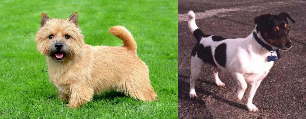 Teddy Roosevelt Terrier vs Nova Scotia Duck-Tolling Retriever - Breed Comparison