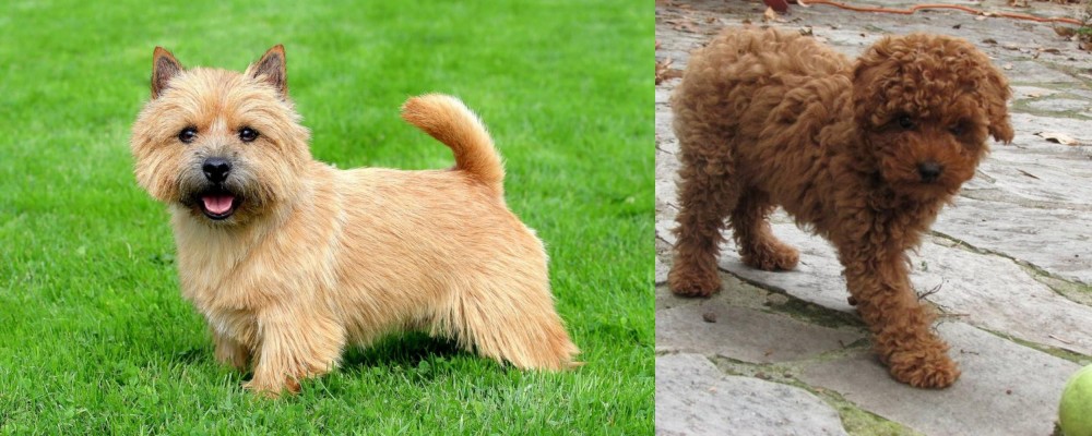 Toy Poodle vs Nova Scotia Duck-Tolling Retriever - Breed Comparison