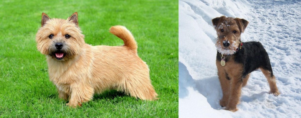 Welsh Terrier vs Nova Scotia Duck-Tolling Retriever - Breed Comparison