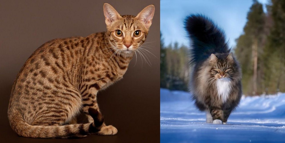 Norwegian Forest Cat vs Ocicat - Breed Comparison