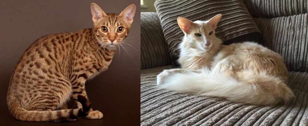 Oriental Longhair vs Ocicat - Breed Comparison