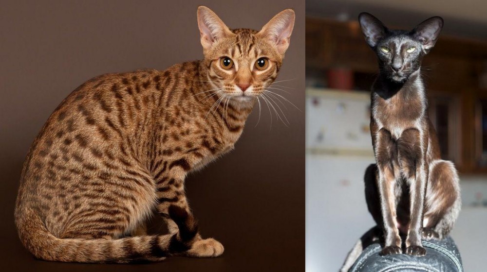 Oriental Shorthair vs Ocicat - Breed Comparison