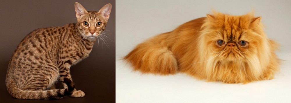 Persian vs Ocicat - Breed Comparison