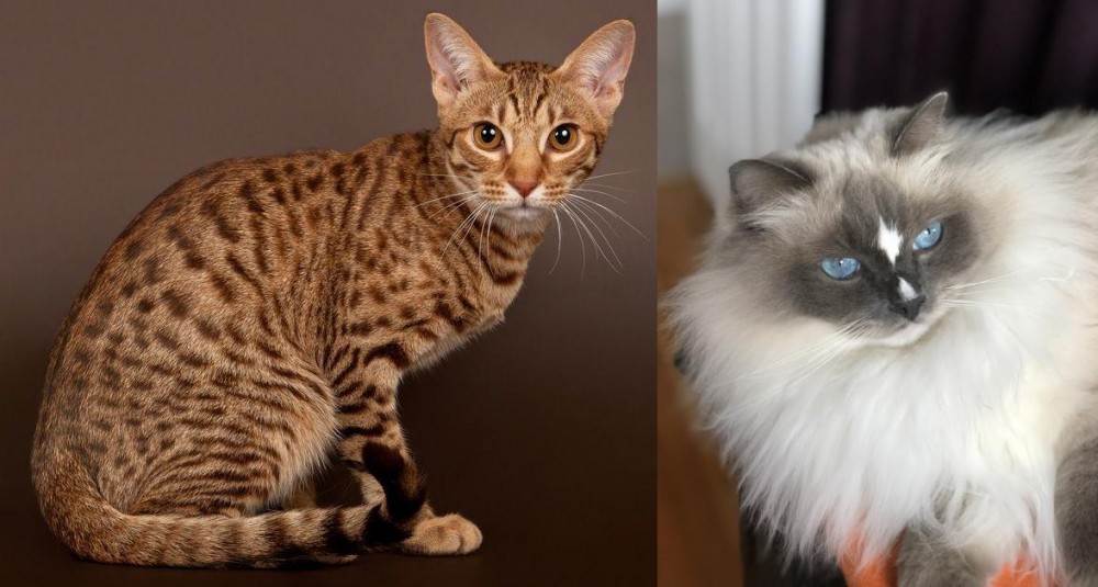 Ragdoll vs Ocicat - Breed Comparison