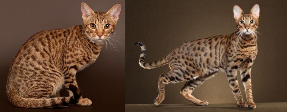 Savannah vs Ocicat - Breed Comparison