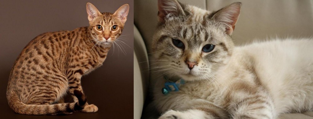 Siamese/Tabby vs Ocicat - Breed Comparison