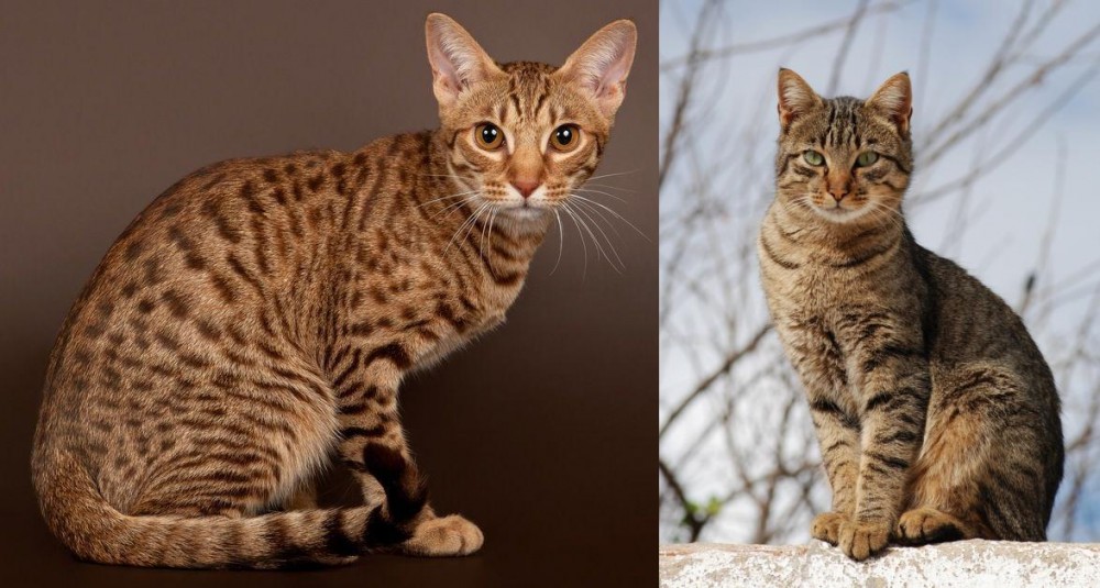 Tabby vs Ocicat - Breed Comparison