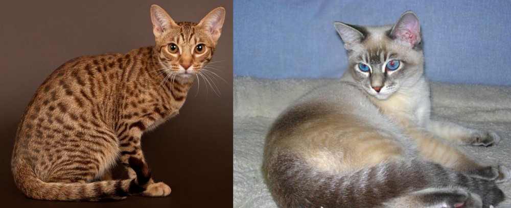 Tiger Cat vs Ocicat - Breed Comparison
