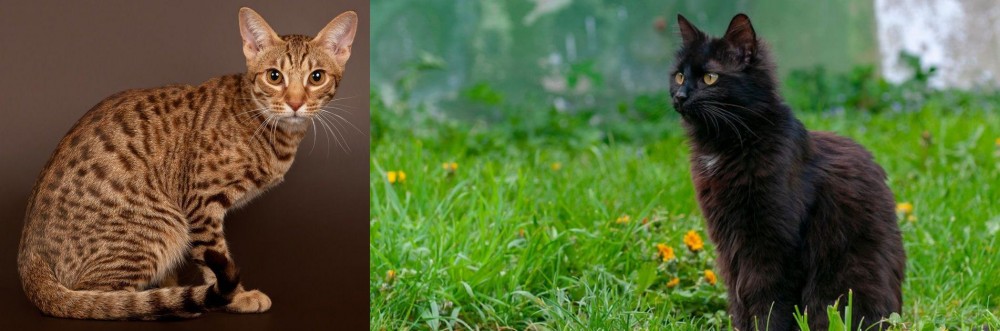 York Chocolate Cat vs Ocicat - Breed Comparison