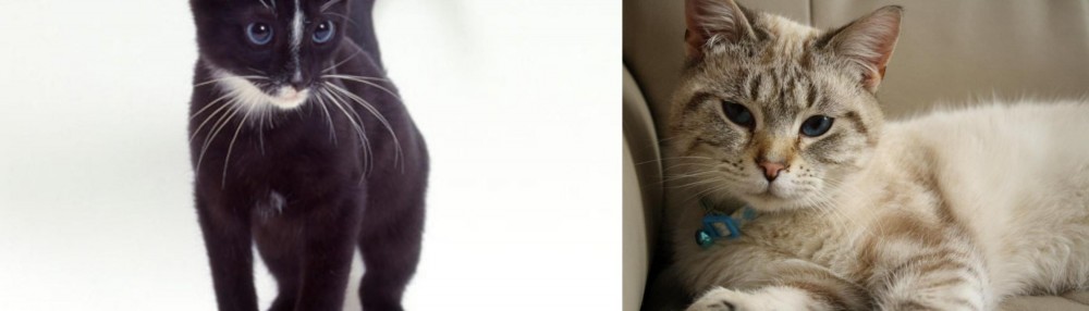 Siamese/Tabby vs Ojos Azules - Breed Comparison