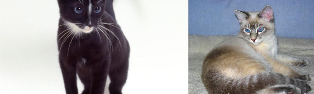 Tiger Cat vs Ojos Azules - Breed Comparison
