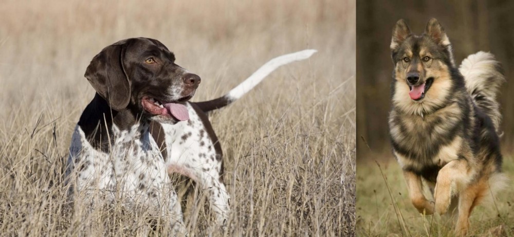 Native American Indian Dog vs Old Danish Pointer - Breed Comparison