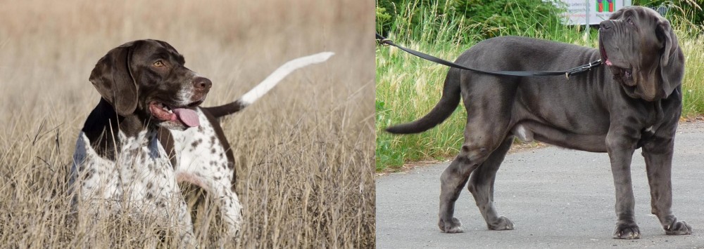 Neapolitan Mastiff vs Old Danish Pointer - Breed Comparison