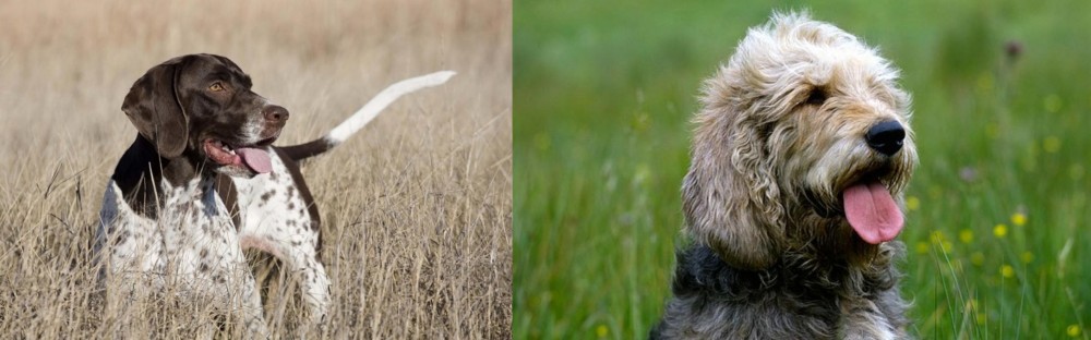 Otterhound vs Old Danish Pointer - Breed Comparison