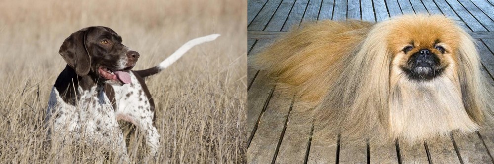 Pekingese vs Old Danish Pointer - Breed Comparison