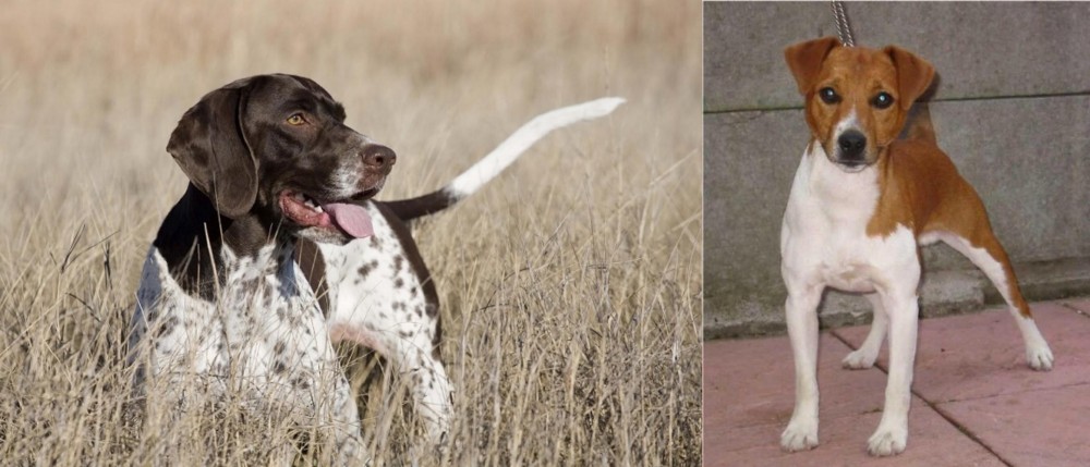Plummer Terrier vs Old Danish Pointer - Breed Comparison