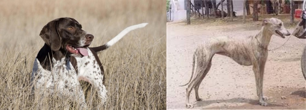 Rampur Greyhound vs Old Danish Pointer - Breed Comparison
