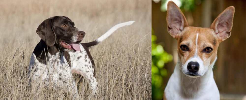 Rat Terrier vs Old Danish Pointer - Breed Comparison