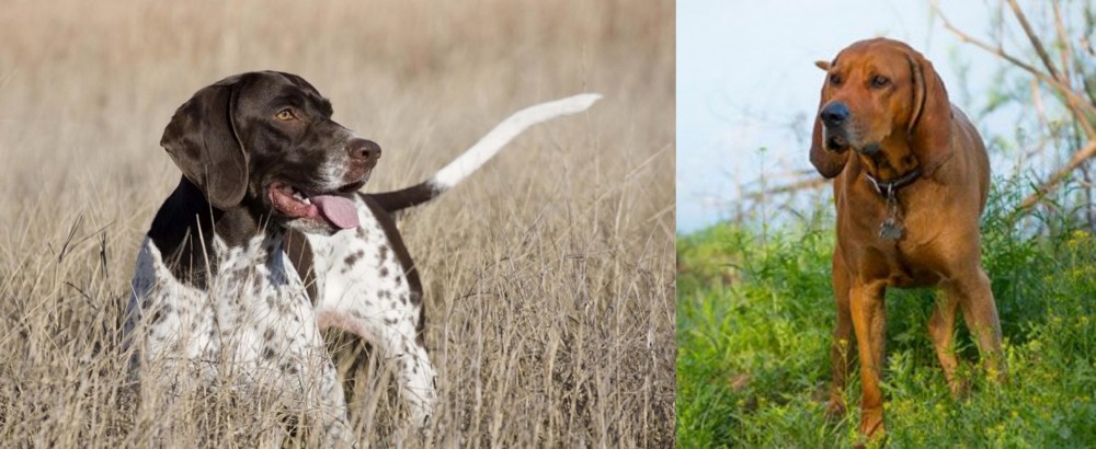 Redbone Coonhound vs Old Danish Pointer - Breed Comparison