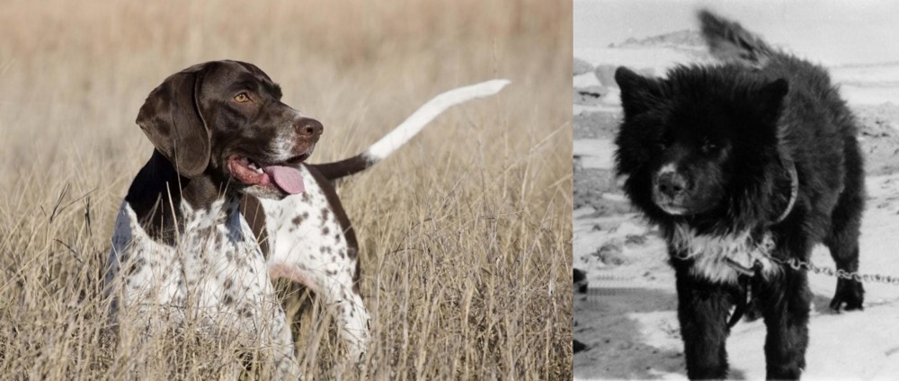 Sakhalin Husky vs Old Danish Pointer - Breed Comparison