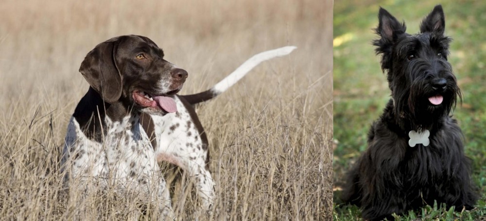 Scoland Terrier vs Old Danish Pointer - Breed Comparison