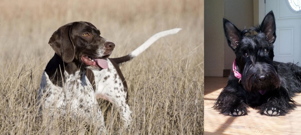 Scottish Terrier vs Old Danish Pointer - Breed Comparison
