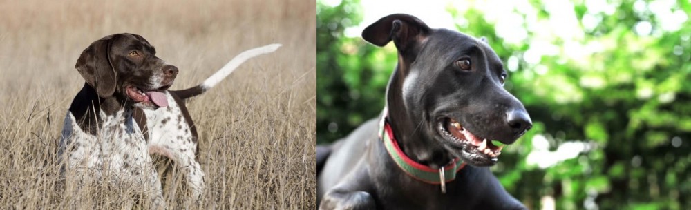 Shepard Labrador vs Old Danish Pointer - Breed Comparison