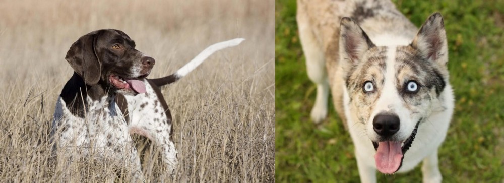 Shepherd Husky vs Old Danish Pointer - Breed Comparison