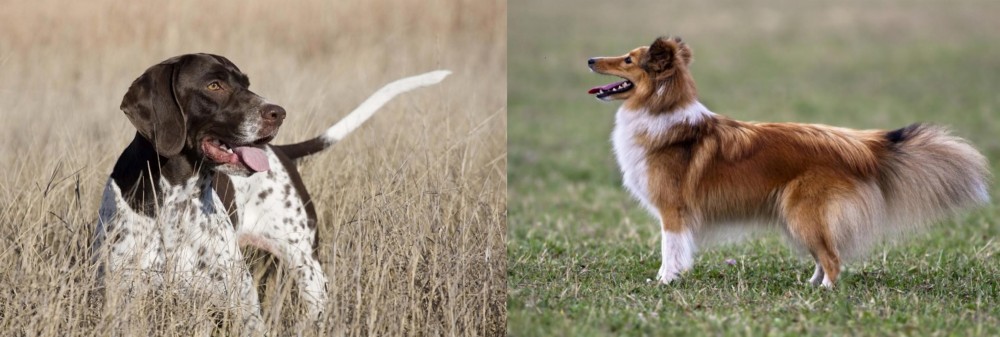 Shetland Sheepdog vs Old Danish Pointer - Breed Comparison
