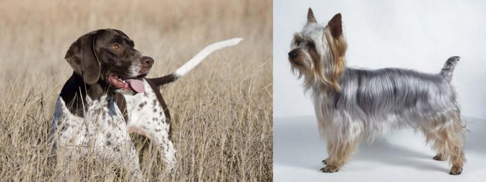 Silky Terrier vs Old Danish Pointer - Breed Comparison