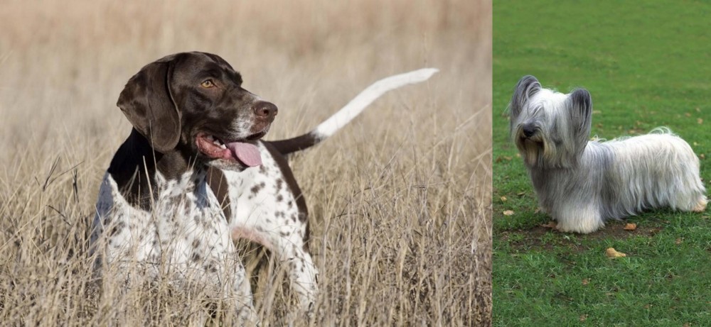 Skye Terrier vs Old Danish Pointer - Breed Comparison