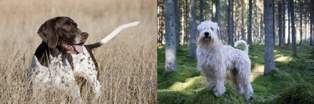 Soft-Coated Wheaten Terrier vs Old Danish Pointer - Breed Comparison