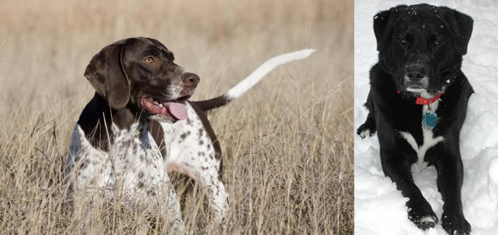 St. John's Water Dog vs Old Danish Pointer - Breed Comparison