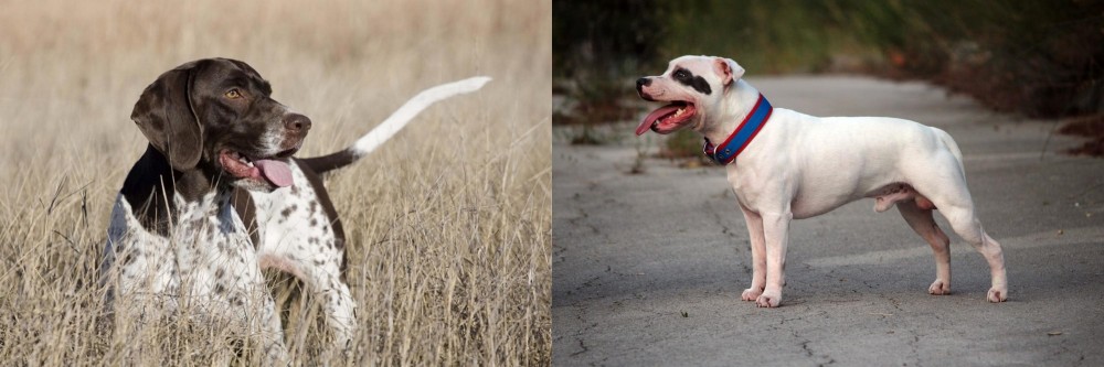 Staffordshire Bull Terrier vs Old Danish Pointer - Breed Comparison