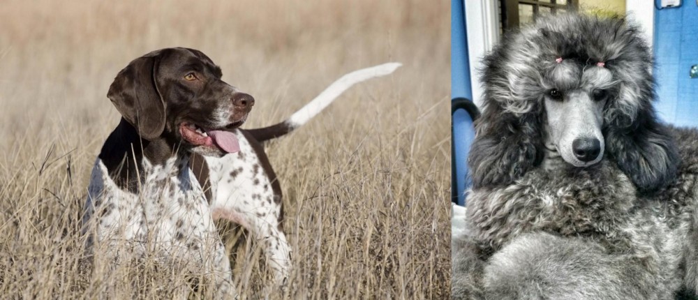 Standard Poodle vs Old Danish Pointer - Breed Comparison