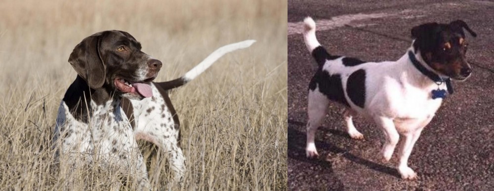 Teddy Roosevelt Terrier vs Old Danish Pointer - Breed Comparison