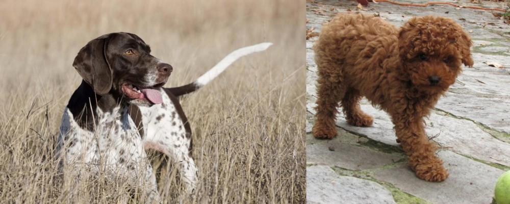 Toy Poodle vs Old Danish Pointer - Breed Comparison
