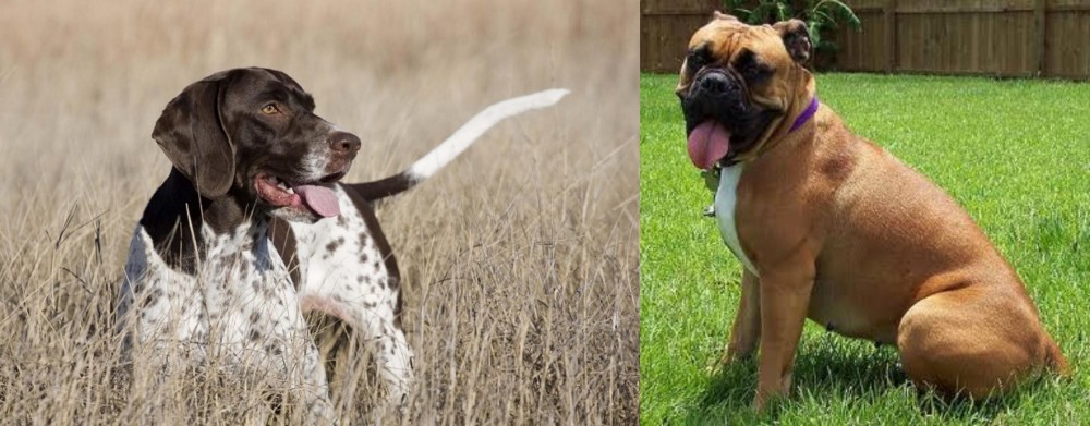 Valley Bulldog vs Old Danish Pointer - Breed Comparison