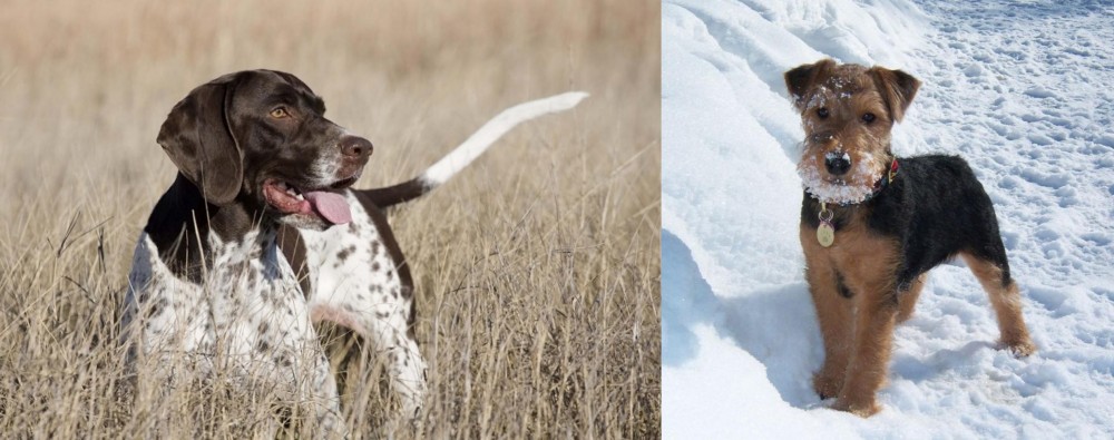 Welsh Terrier vs Old Danish Pointer - Breed Comparison