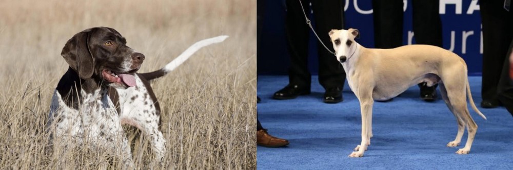 Whippet vs Old Danish Pointer - Breed Comparison
