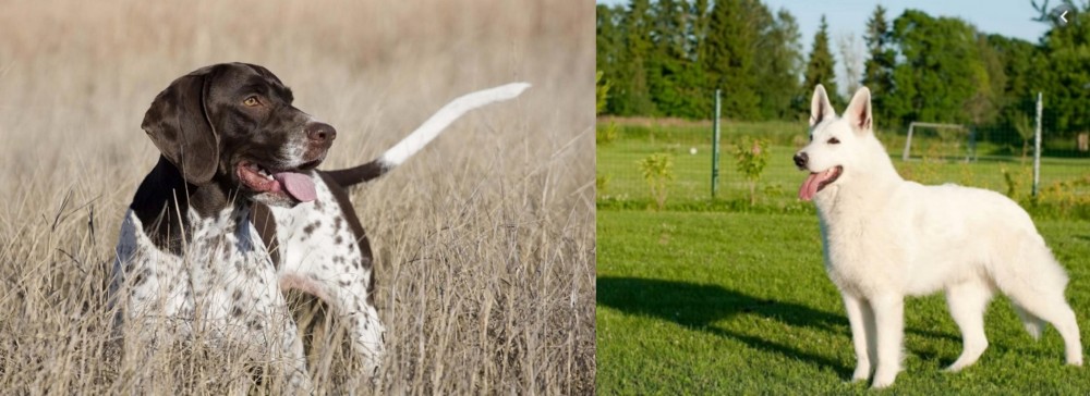 White Shepherd vs Old Danish Pointer - Breed Comparison