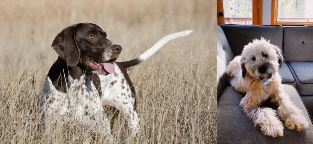 Whoodles vs Old Danish Pointer - Breed Comparison