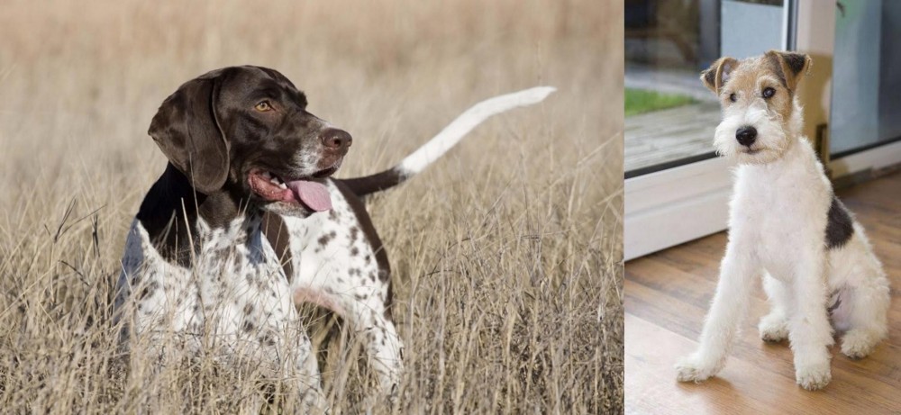 Wire Fox Terrier vs Old Danish Pointer - Breed Comparison