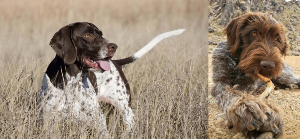 Wirehaired Pointing Griffon vs Old Danish Pointer - Breed Comparison