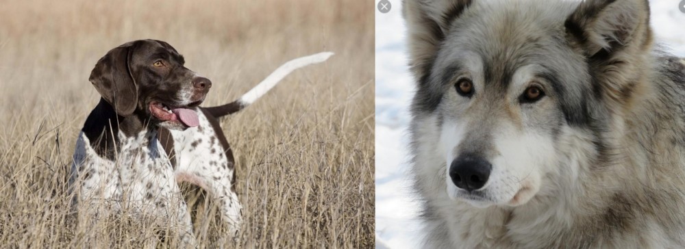 Wolfdog vs Old Danish Pointer - Breed Comparison