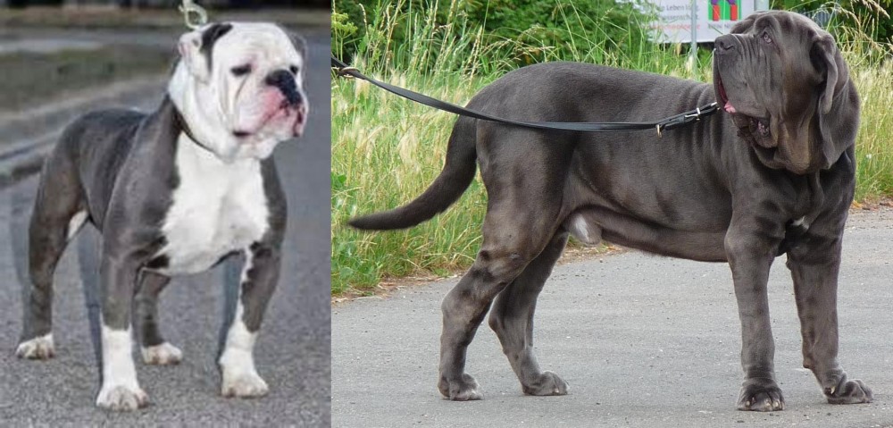 Neapolitan Mastiff vs Old English Bulldog - Breed Comparison