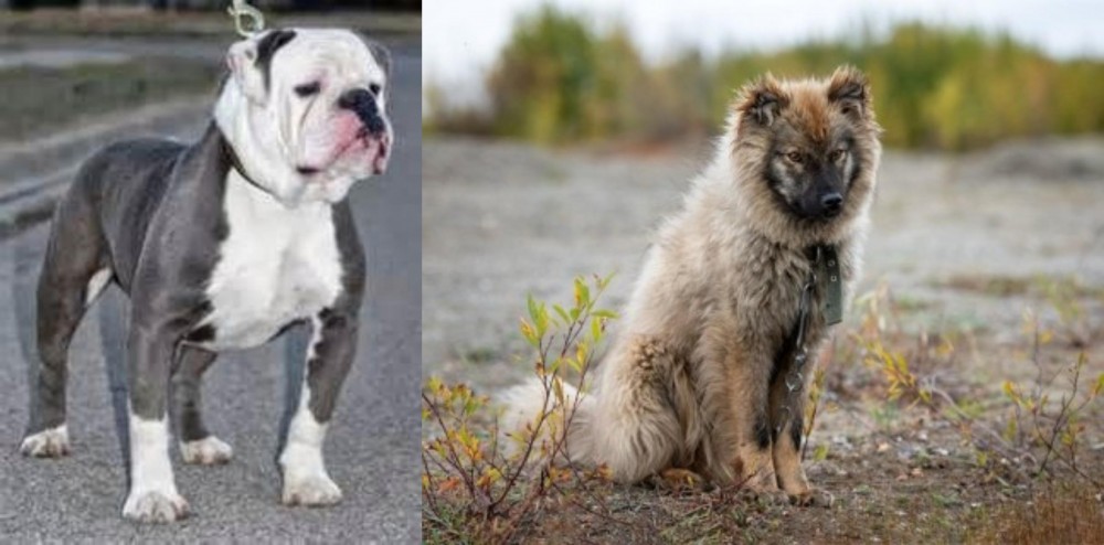 Nenets Herding Laika vs Old English Bulldog - Breed Comparison