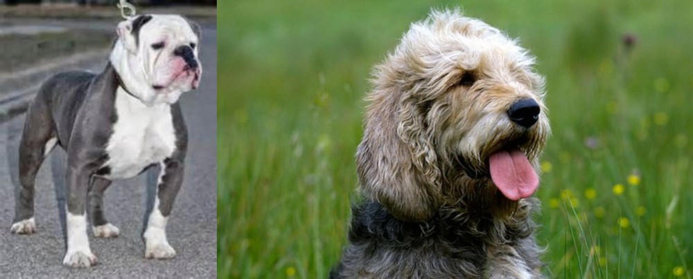 Otterhound vs Old English Bulldog - Breed Comparison