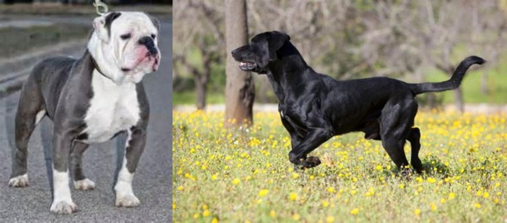 Perro de Pastor Mallorquin vs Old English Bulldog - Breed Comparison